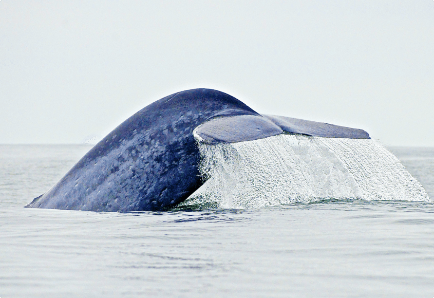Rare sighting of the tailfin of a blue whale